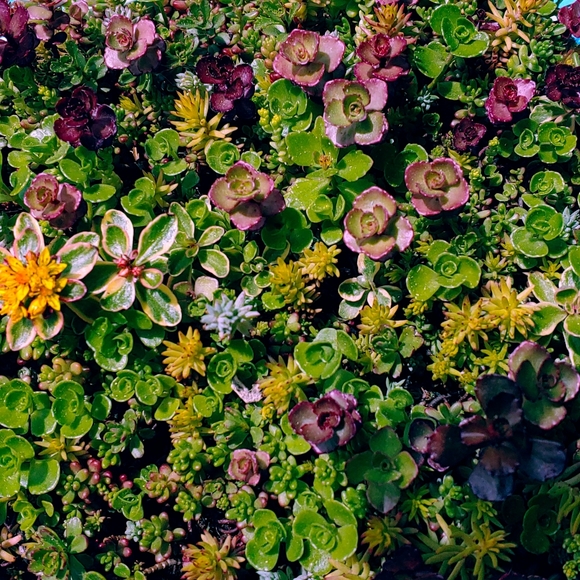 Meet your Posher, Glory✨Posh Ambassador - Picture 13 of 16